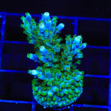 Tricolor Valida Acropora Coral