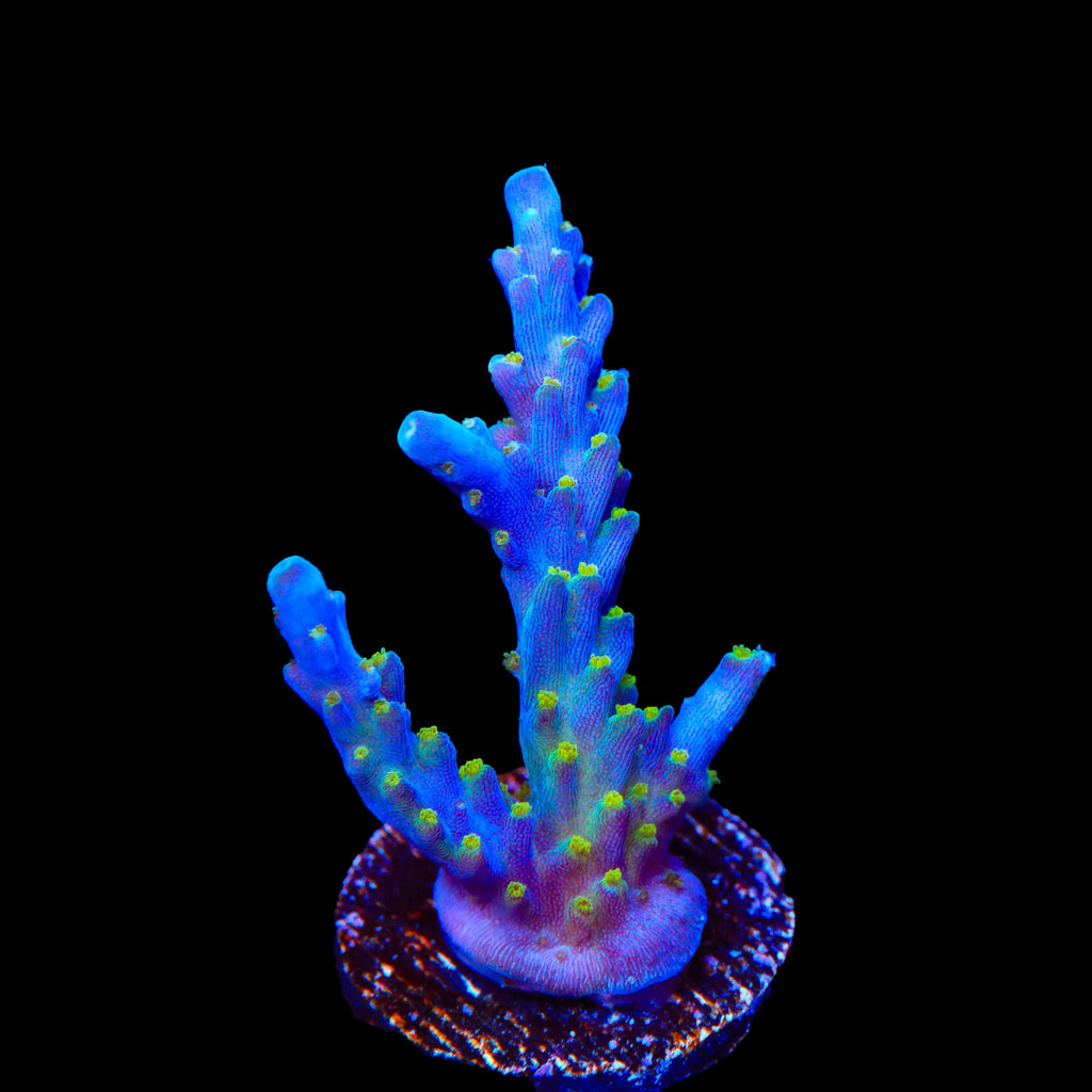 Tricolor Valida Acropora Coral – Top Shelf Aquatics