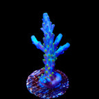 Tricolor Valida Acropora Coral