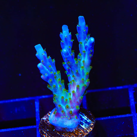 Tricolor Valida Acropora Coral