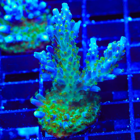 Tricolor Valida Acropora XL Frag Coral