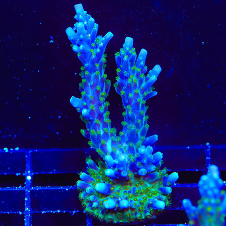 Tricolor Valida Acropora XL Frag Coral