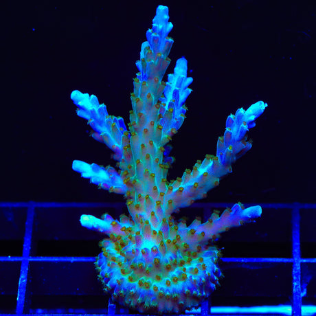 Tricolor Valida Acropora XL Frag Coral