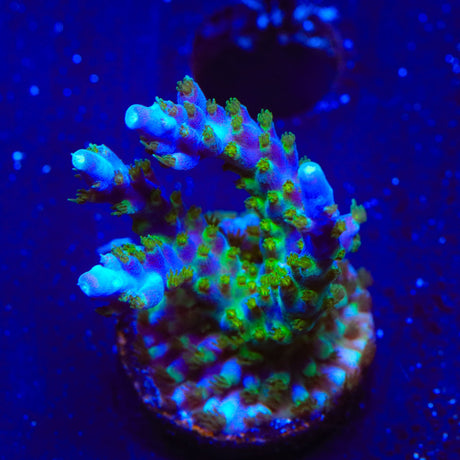 Tricolor Valida Acropora XL Frag Coral
