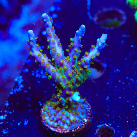 Tricolor Valida Acropora XL Frag Coral