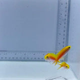 Trio Bartlett Anthias Fish