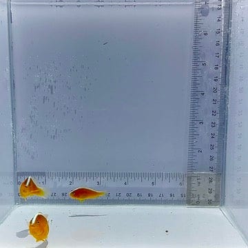 Trio Orange Skunk Clown Fish