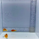 Trio Orange Skunk Clown Fish
