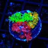 Triple Combo Goniopora Coral