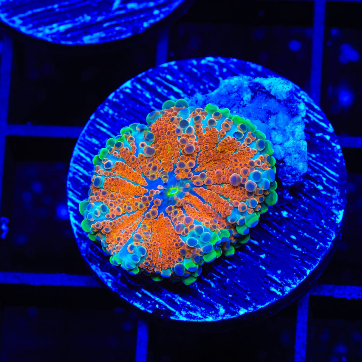 Trippin Rainbows Yuma Coral