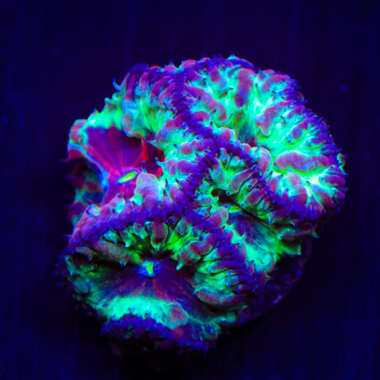Trippy Blastomussa Coral