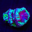 Trippy Blastomussa Coral