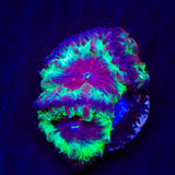 Trippy Blastomussa Coral