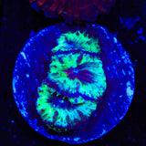 Trippy Blastomussa Coral