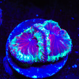Trippy Blastomussa Coral