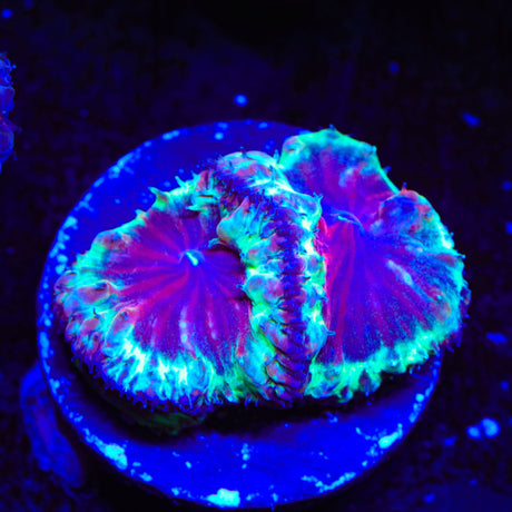 Trippy Blastomussa Coral