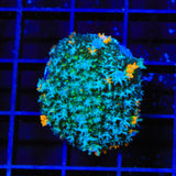 Trippy Mushroom Coral