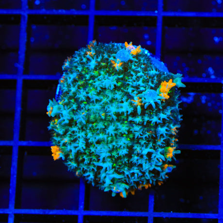 Trippy Mushroom Coral