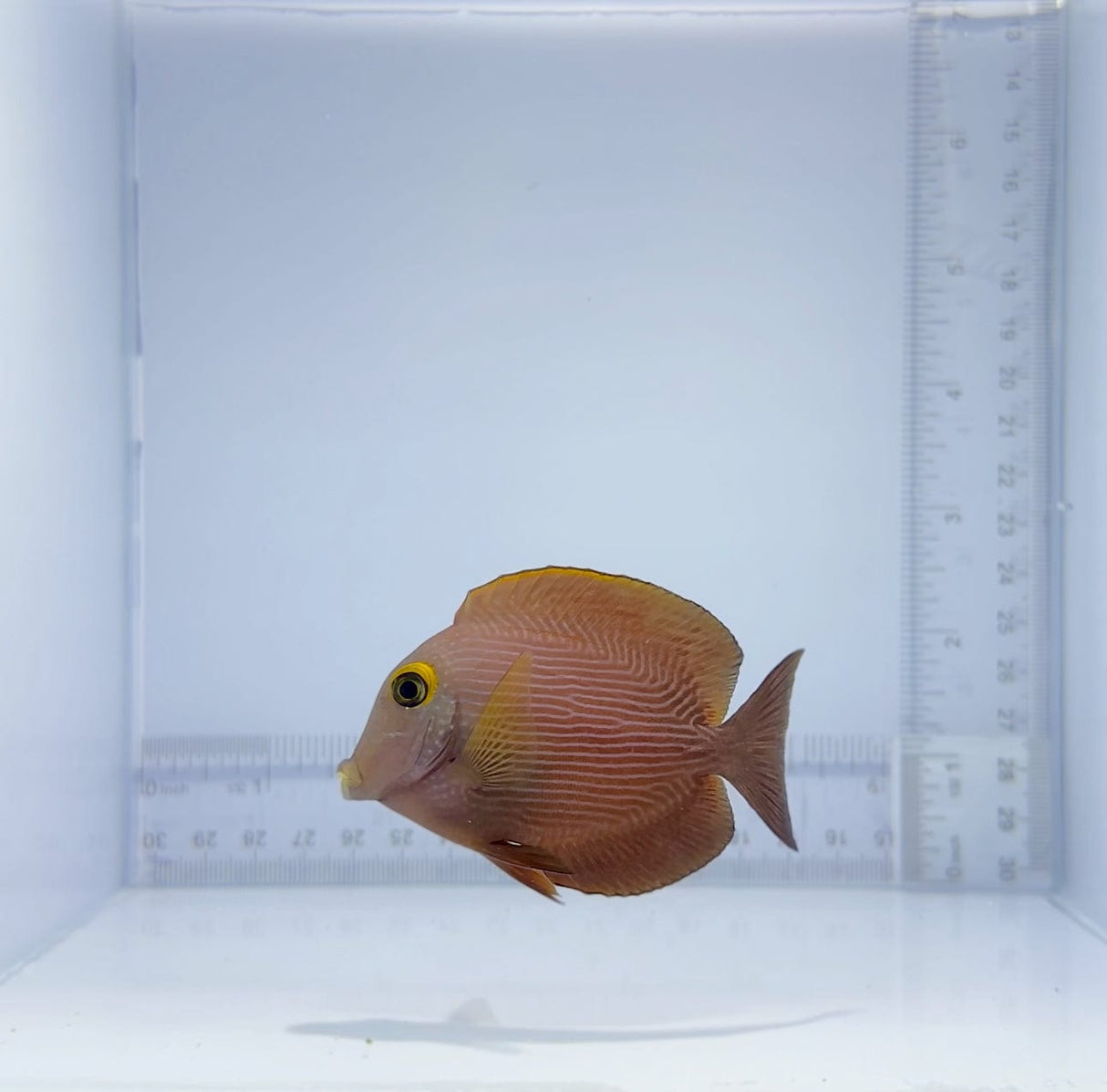 True Hawaiian Yellow-Eye Kole Tang Fish
