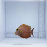 True Hawaiian Yellow-Eye Kole Tang Fish