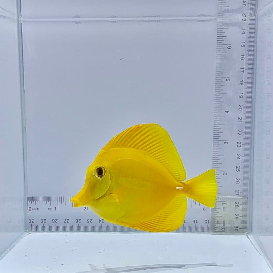 True Hawaiian Yellow Tang (Zebrasoma flavescens)