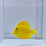 True Hawaiian Yellow Tang (Zebrasoma flavescens)