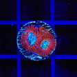 TSA Acid Bath Zoanthid Coral