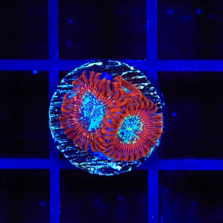 TSA Acid Bath Zoanthid Coral