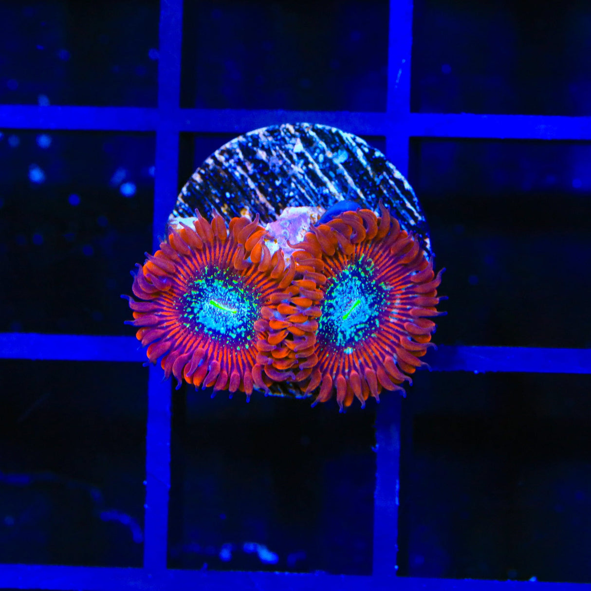 TSA Acid Bath Zoanthid Coral