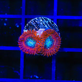 TSA Acid Bath Zoanthid Coral