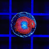 TSA Acid Bath Zoanthid Coral