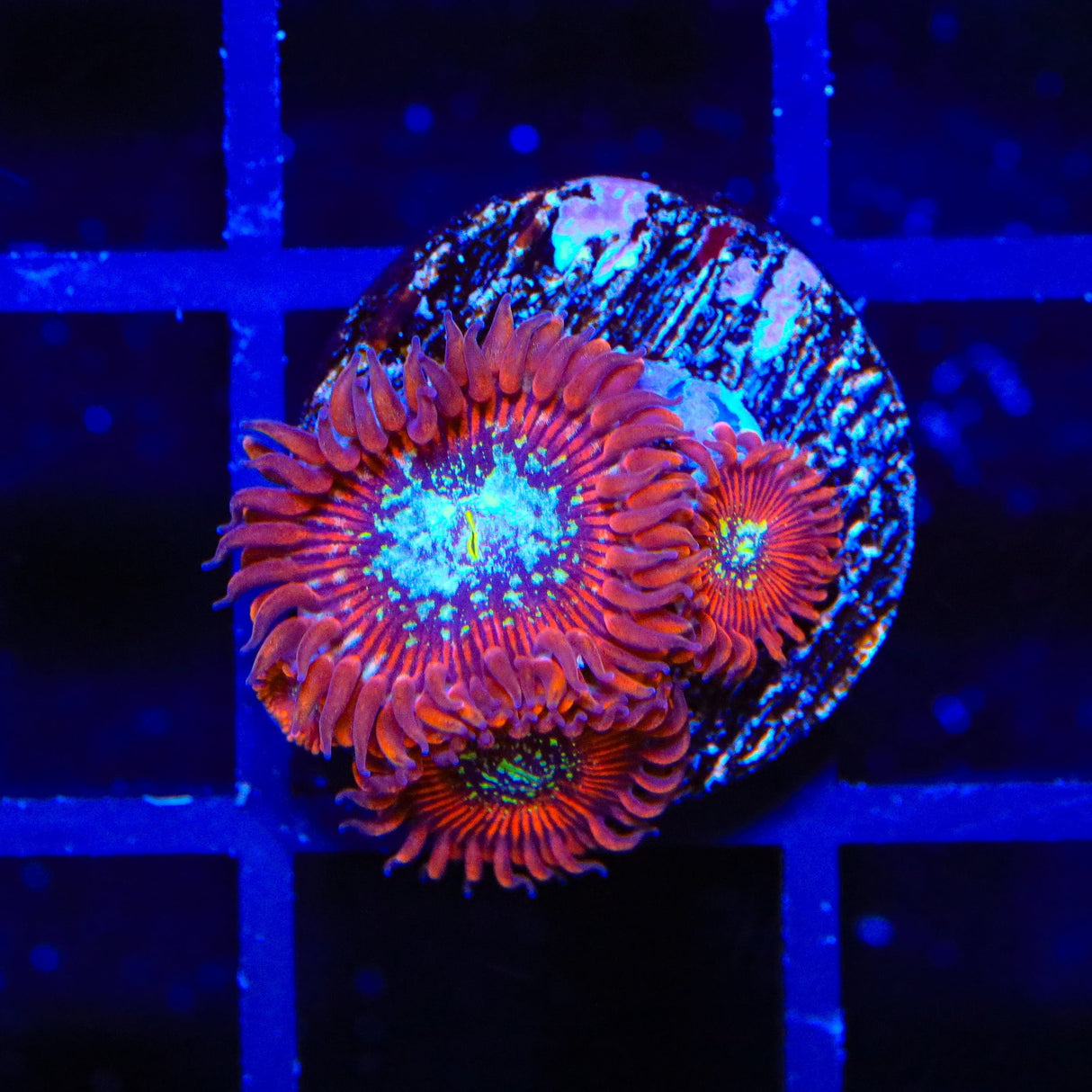 TSA Acid Bath Zoanthid Coral