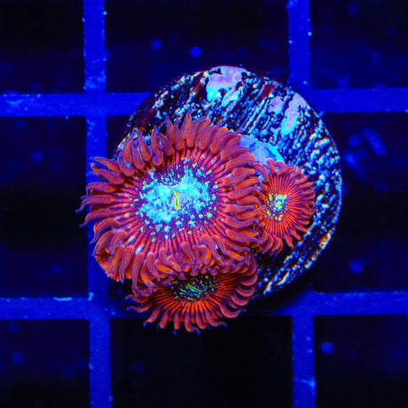 TSA Acid Bath Zoanthid Coral