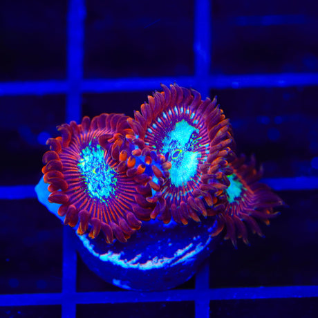 TSA Acid Bath Zoanthid Coral