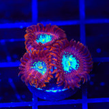 TSA Acid Bath Zoanthid Coral