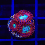 TSA Acid Bath Zoanthids Coral