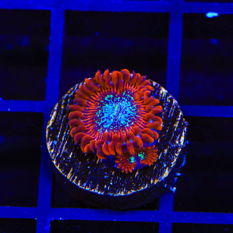 TSA Acid Bath Zoanthids Coral
