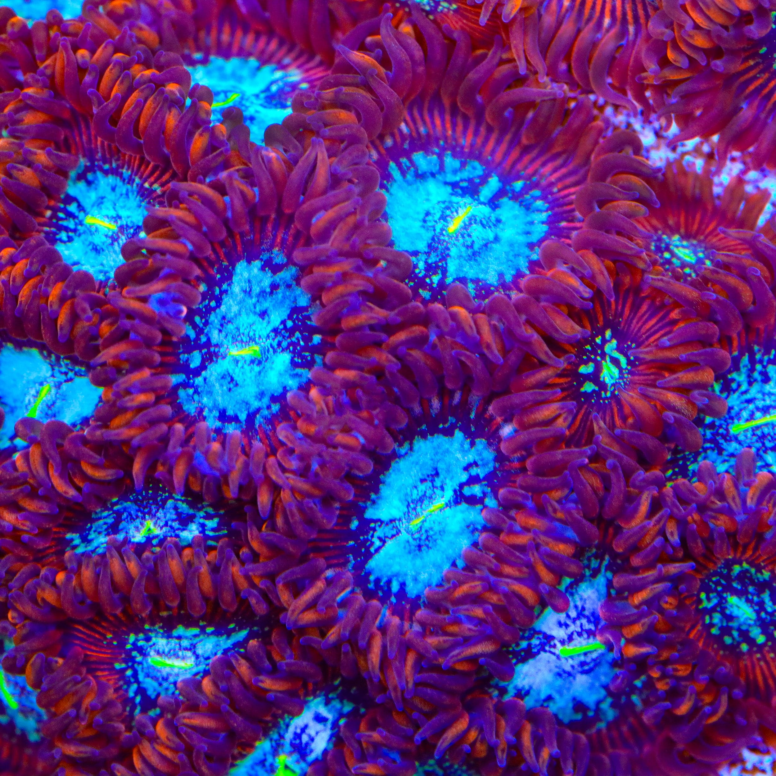 TSA Acid Bath Zoanthids Coral