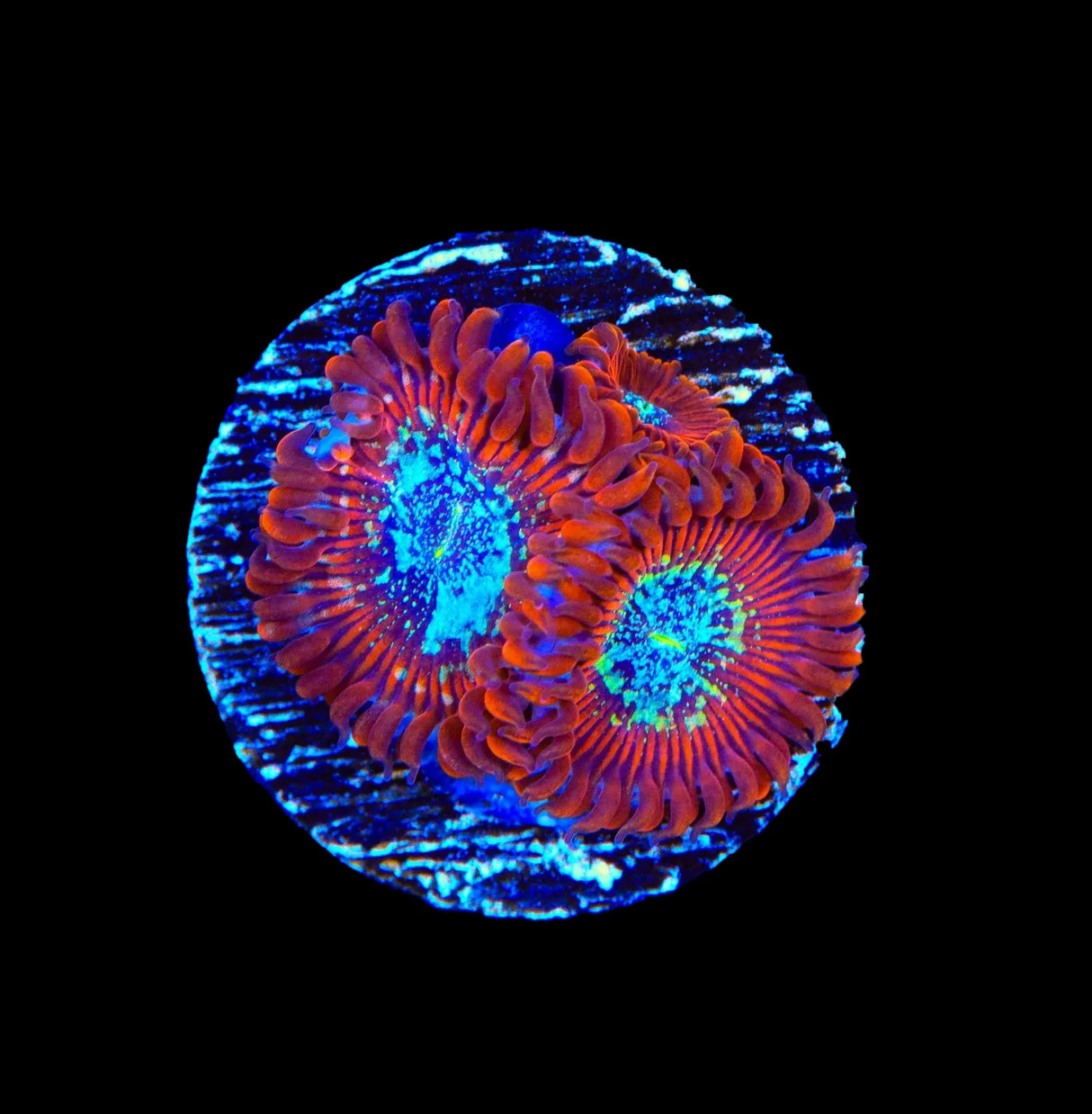 TSA Acid Bath Zoanthids Coral