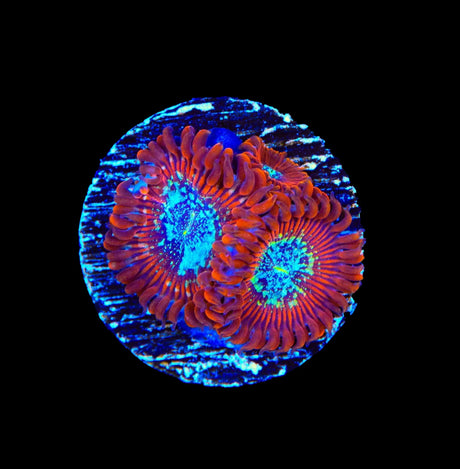 TSA Acid Bath Zoanthids Coral