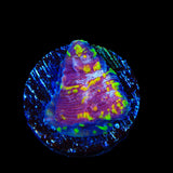 TSA Acid Rain Chalice Coral