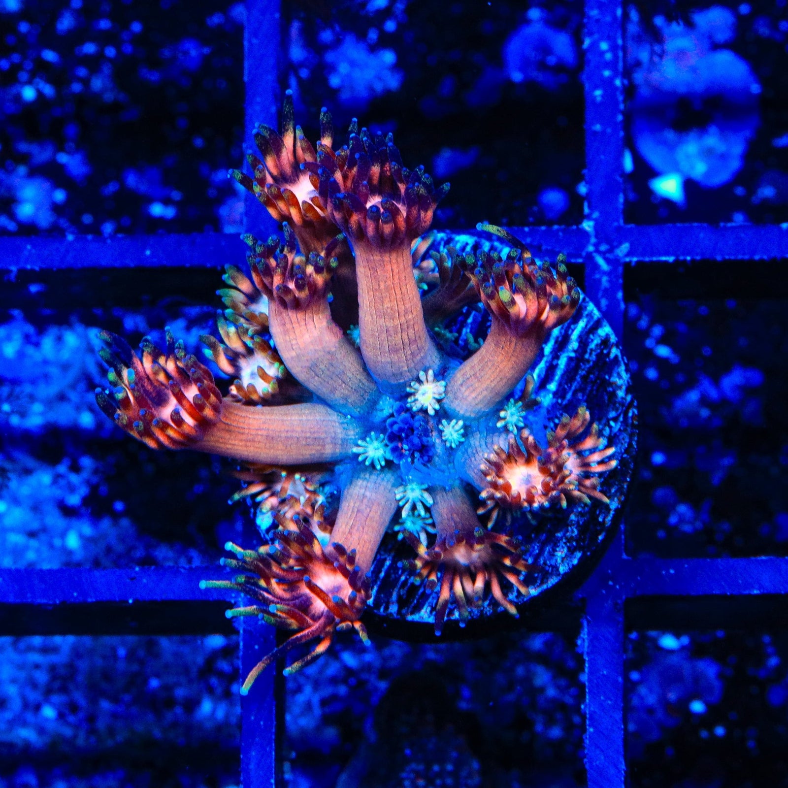 TSA Afterburn Goniopora Coral