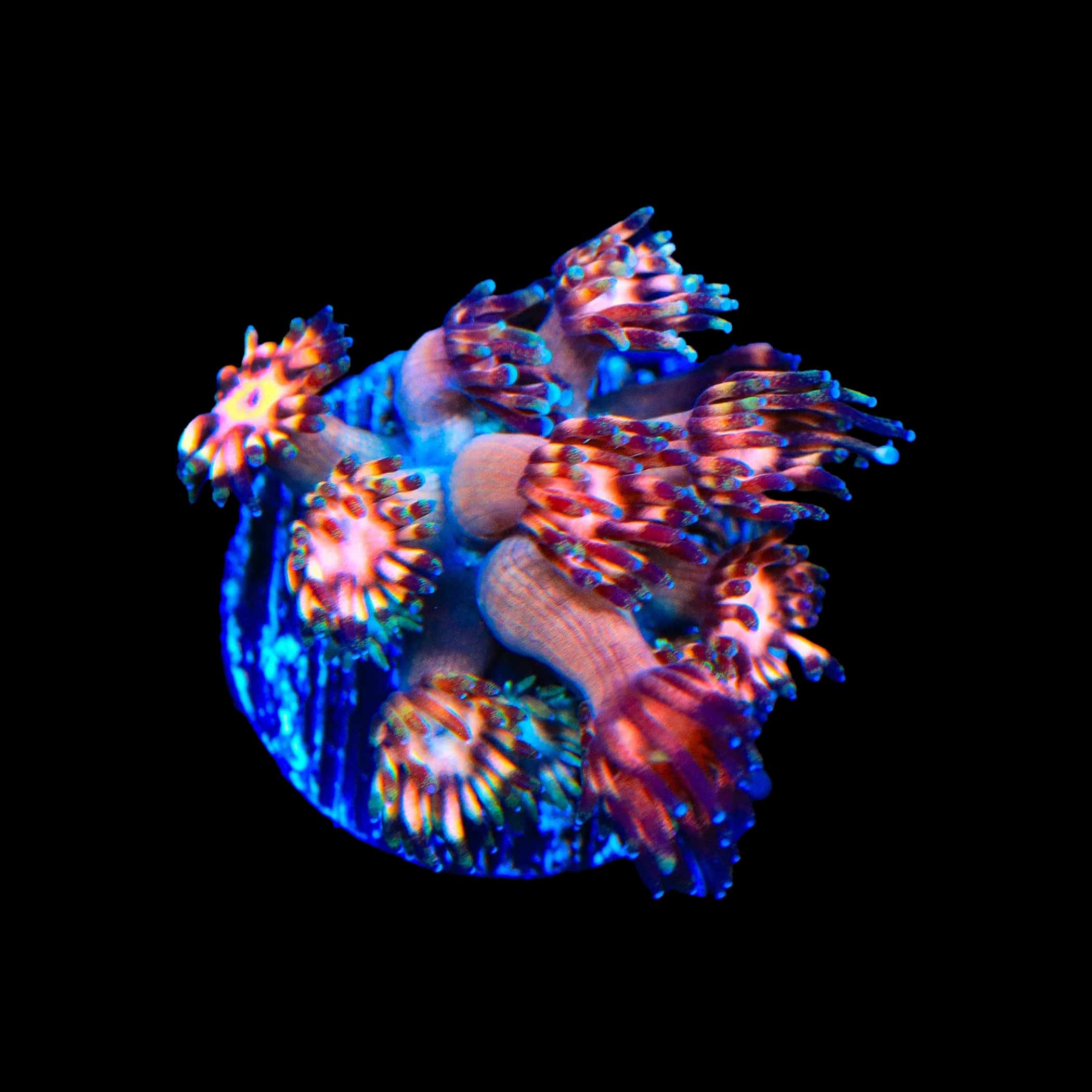TSA Afterburn Goniopora Coral – Top Shelf Aquatics