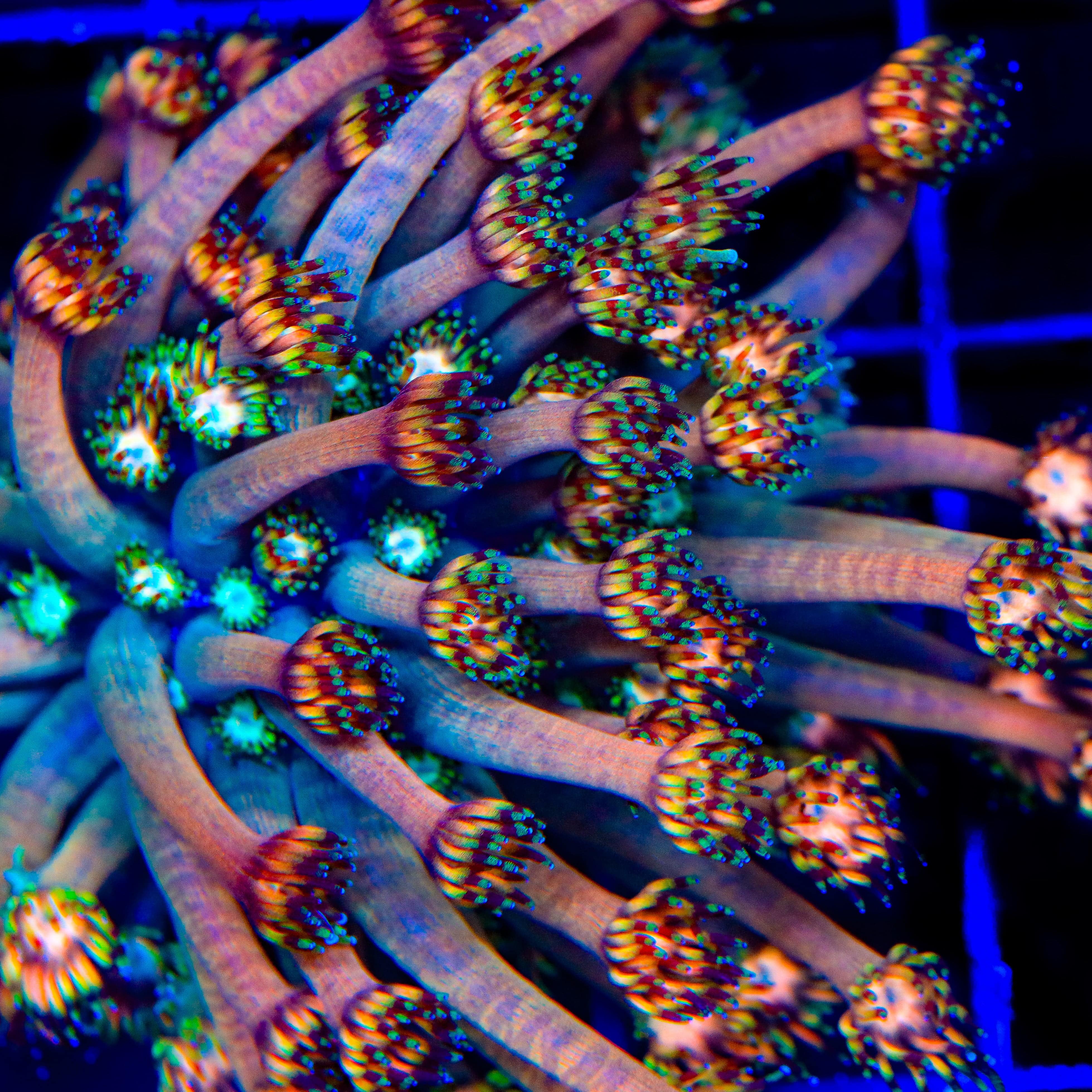 ボンボネロ　bonbonero アクア TSA Afterburn Goniopora Coral – Top Shelf Aquatics
