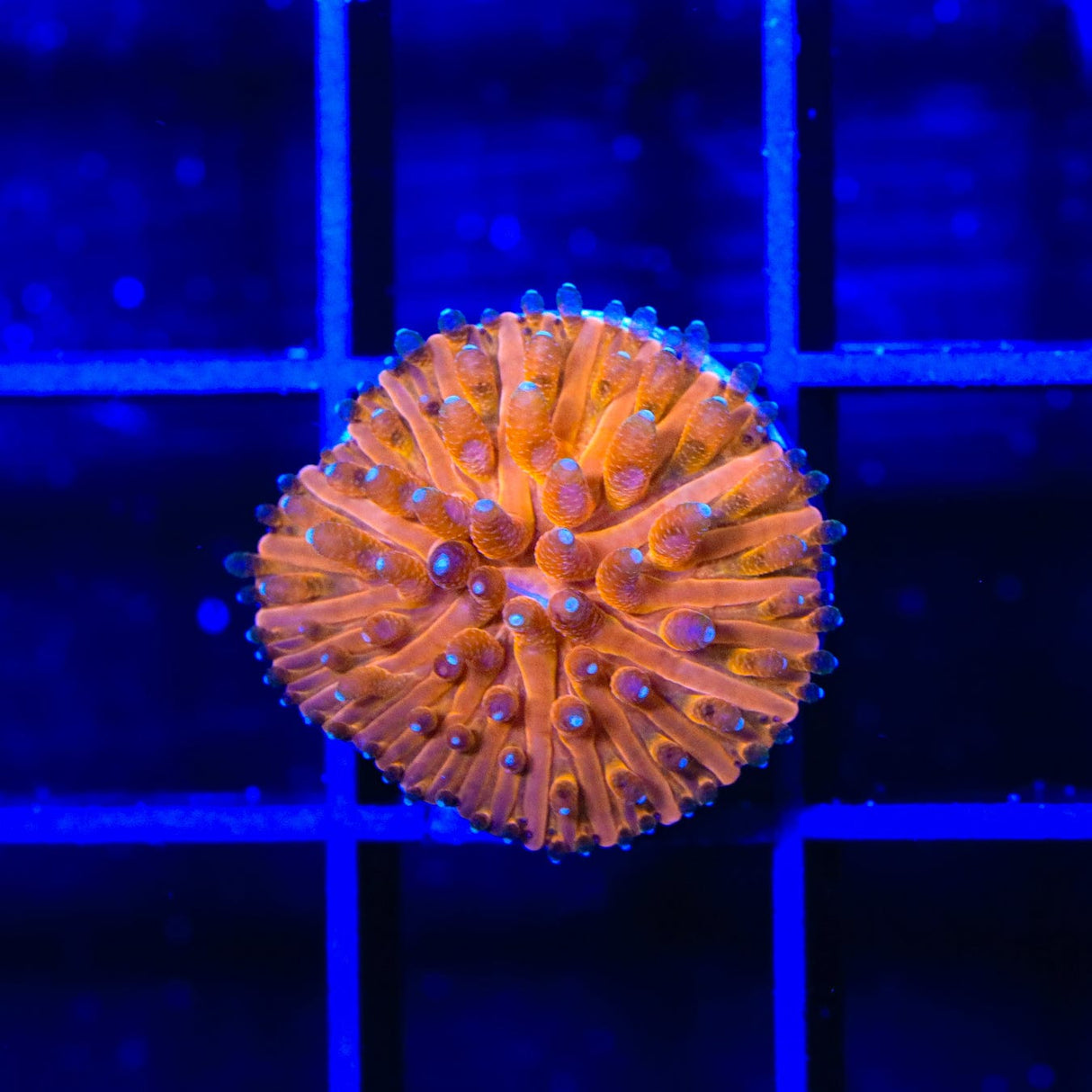 TSA Agent Orange Plate Coral