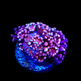 TSA Alex Rose Alveopora Coral