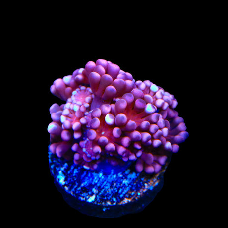 TSA Alex Rose Alveopora Coral