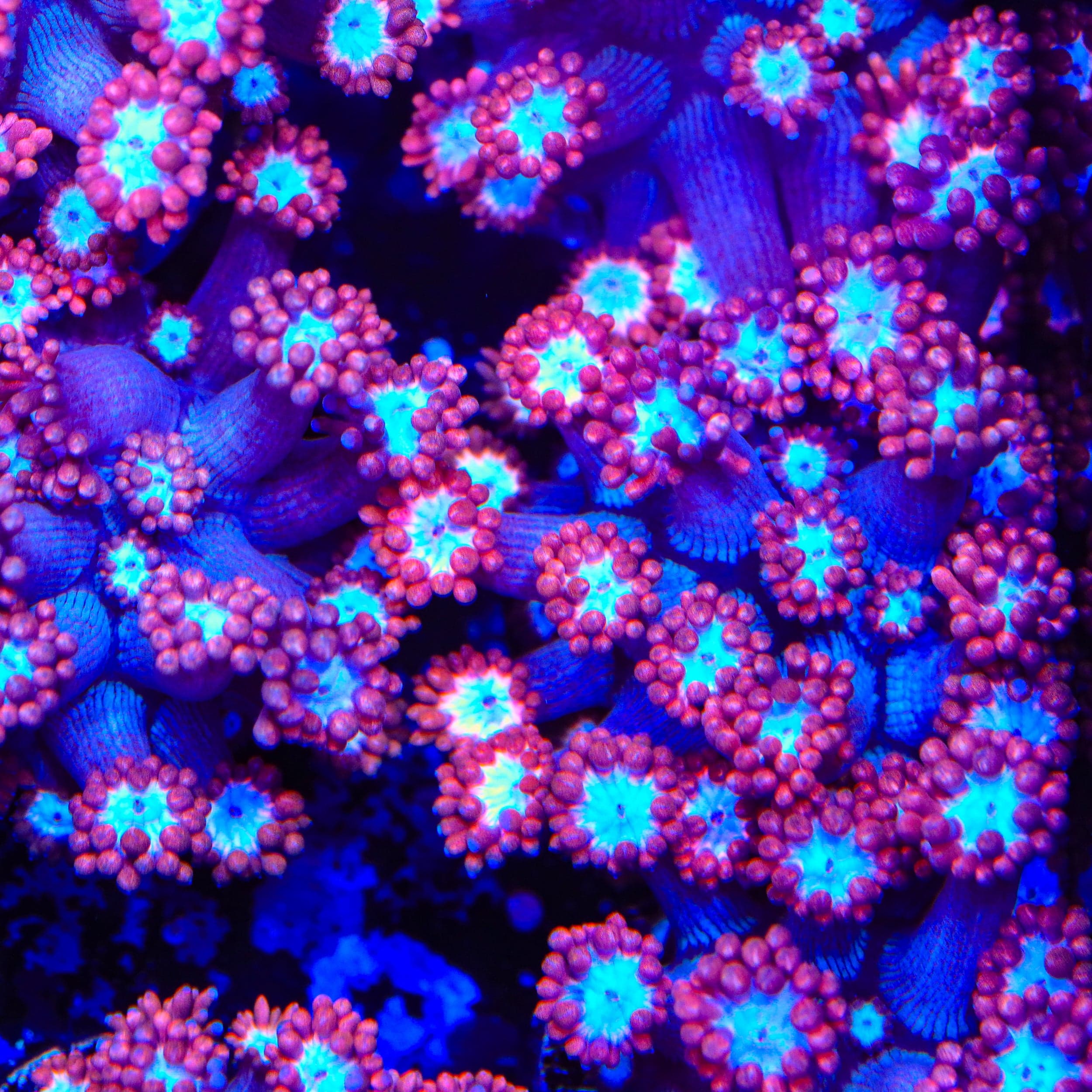 TSA Alice In Wonderland Goniopora Coral – Top Shelf Aquatics