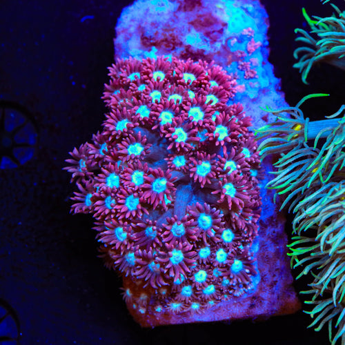 TSA Alice in Wonderland Goniopora Coral