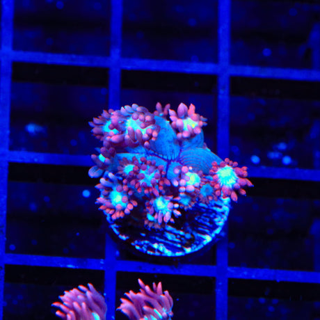 TSA Alice in Wonderland Goniopora Coral